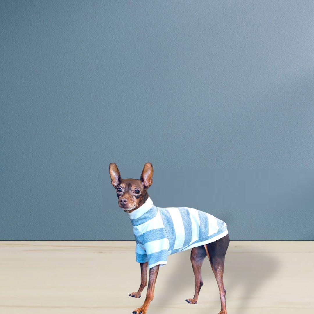 ⑱ボーダーショートスリーブ