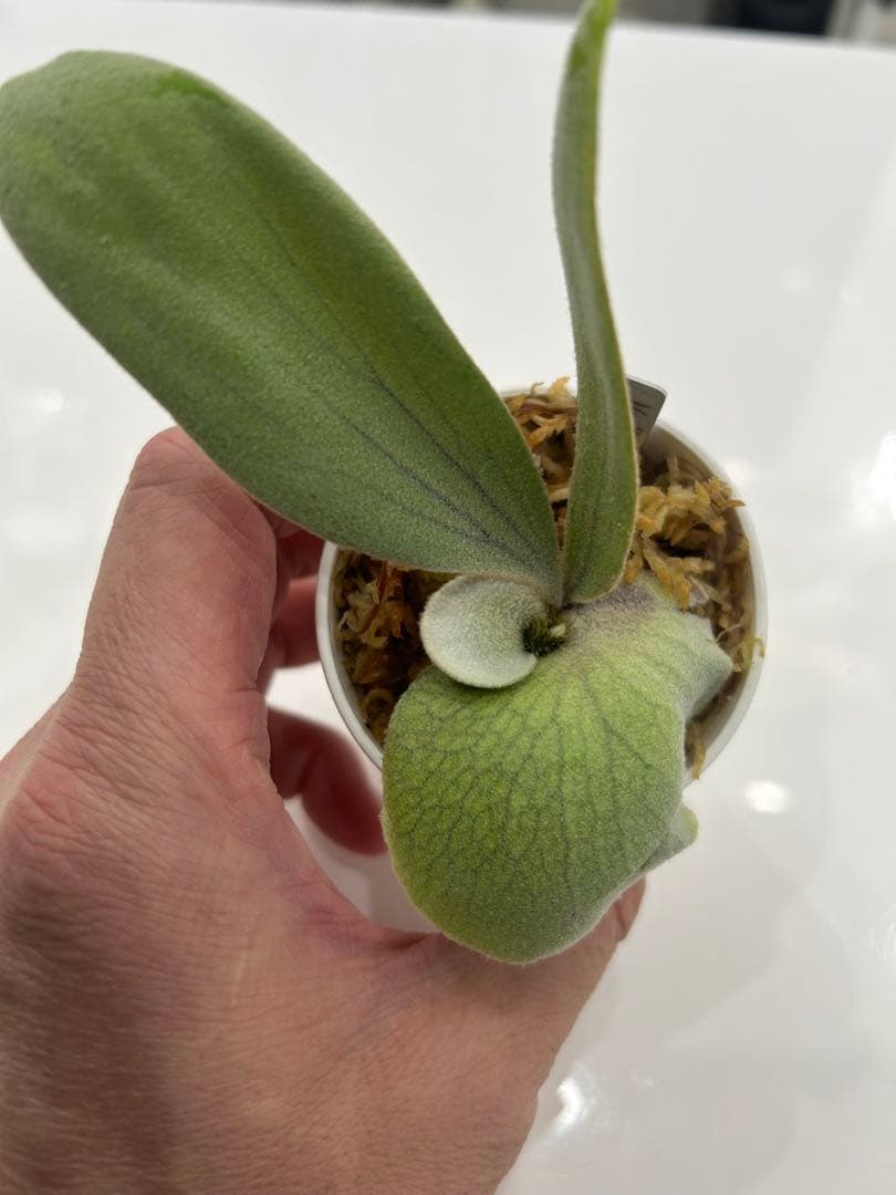 willinckii Yoda sporeling の子株