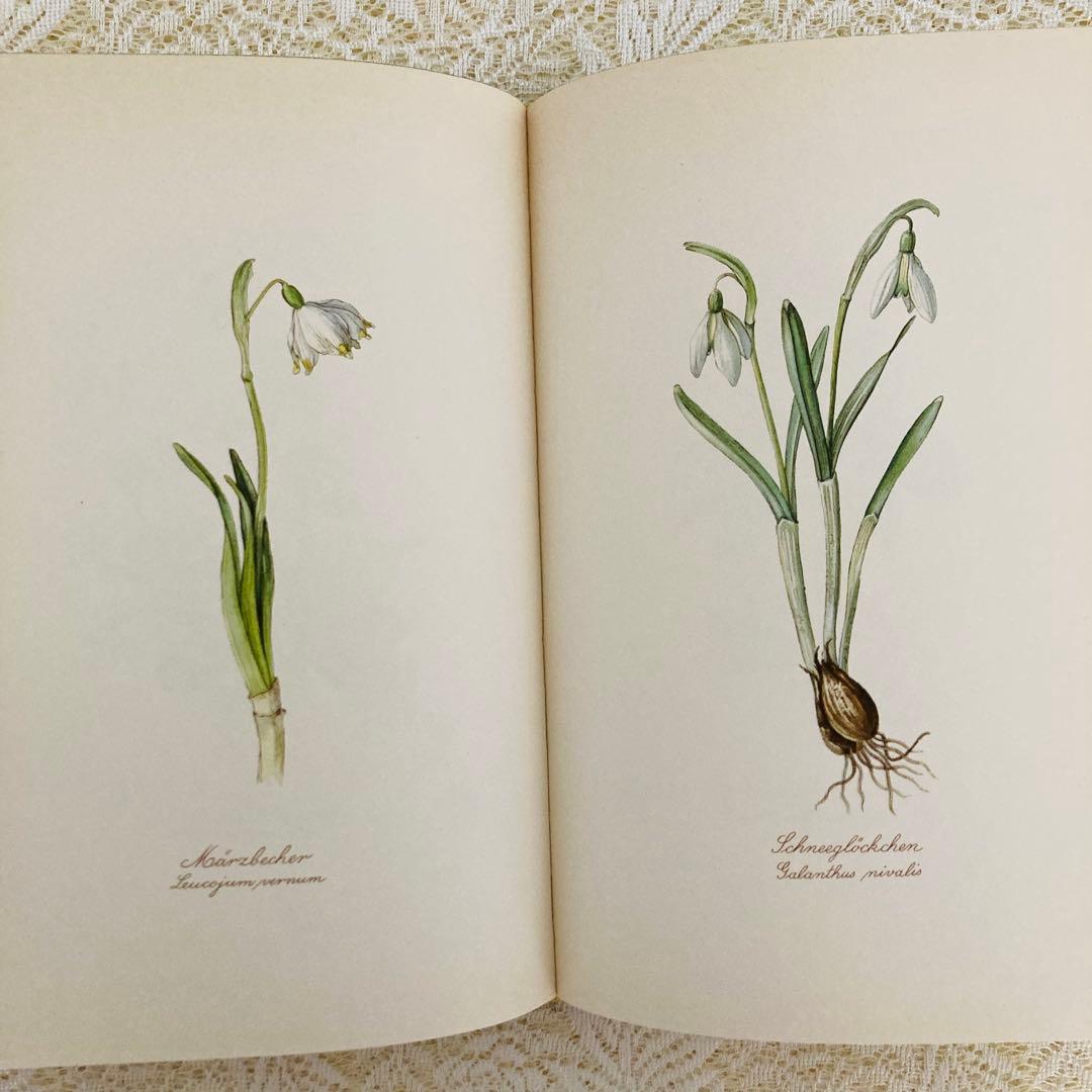 希少なヴィンテージ植物図鑑2巻セット　繊細で美しい植物画300点　洋書・古書