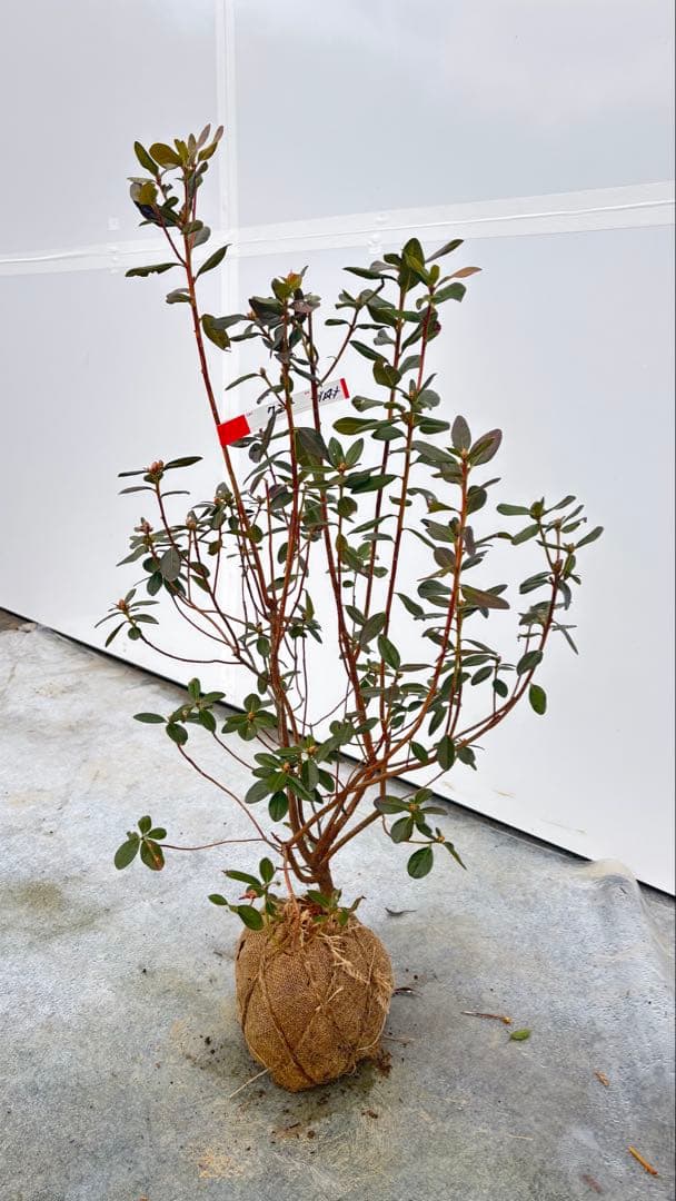 希少品種 良形の極上株 ツツジ フジムスメ 499 樹高80cm位