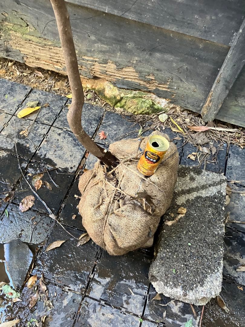 しし　 山採り　エゴノキ　40 アセビ