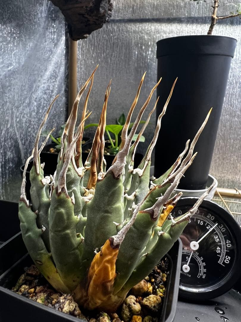 【現地球　発根済】ユタエンシス　エボリスピナ　おまけ付き