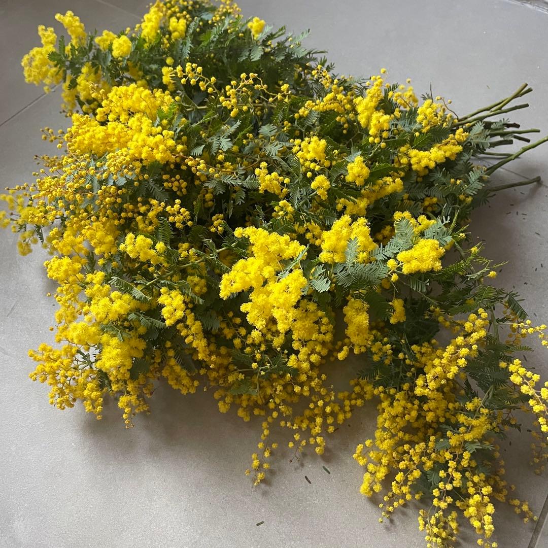 3.ミモザ切花100サイズ