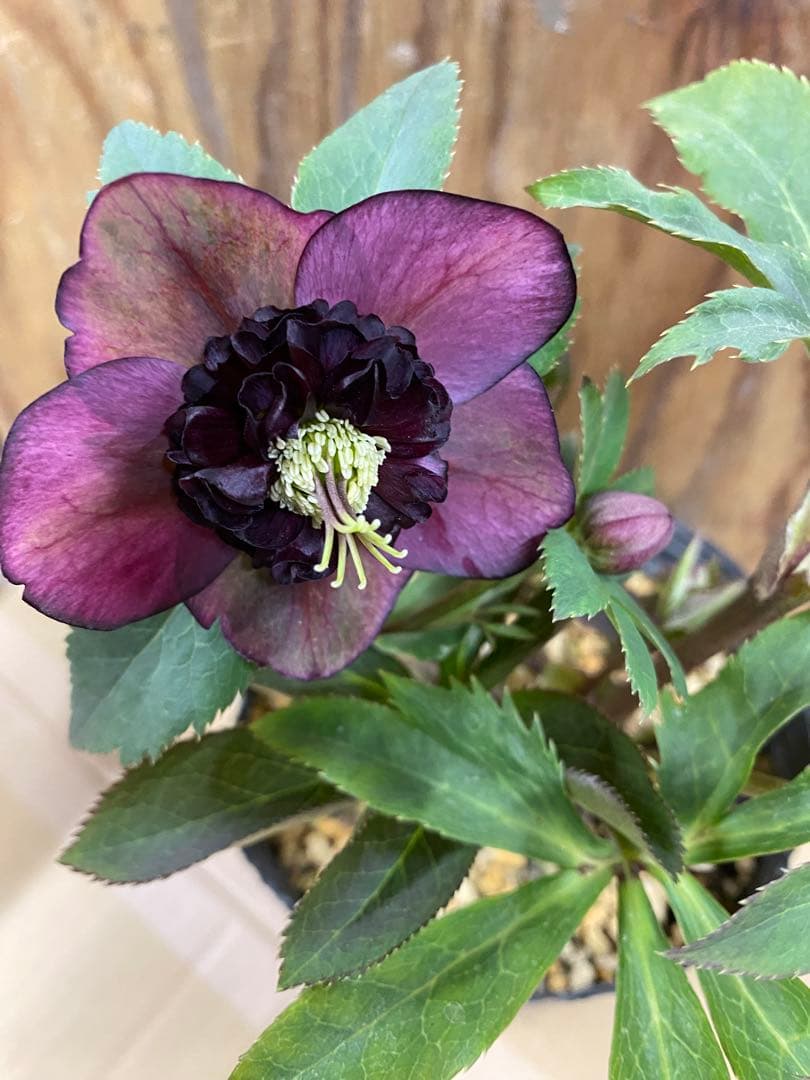 アンティークモーリー　加藤農園