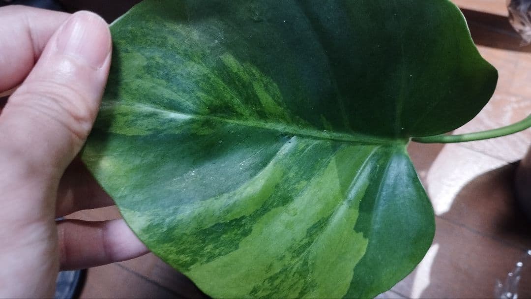 モンステラ　グリーンオングリーン　グリーンゴースト　1点のみ