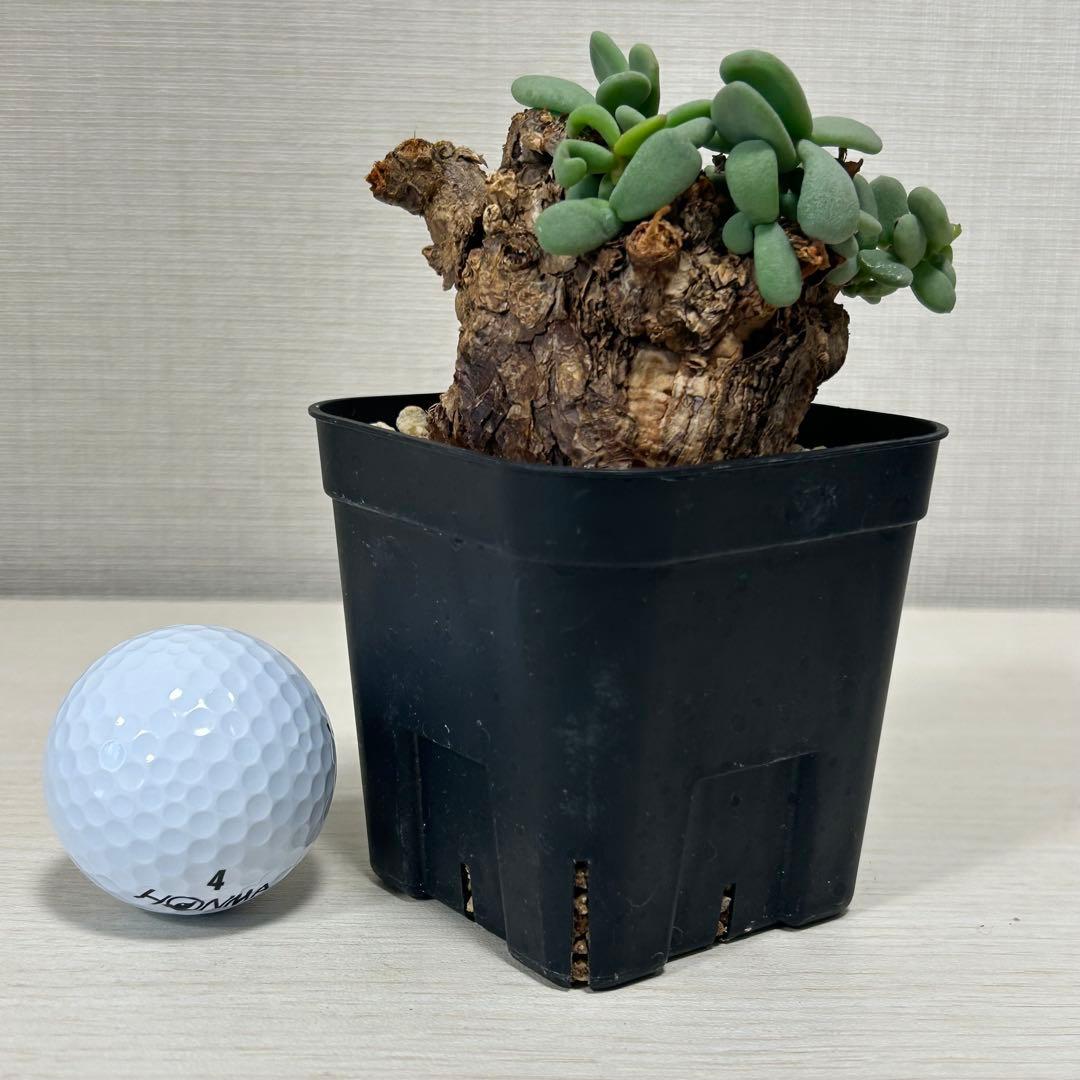 ケラリア・ピグマエア　発根済み　現地球