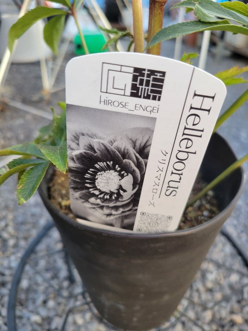 広瀬園芸　ピンクピコティぼかしDD　クリスマスローズ