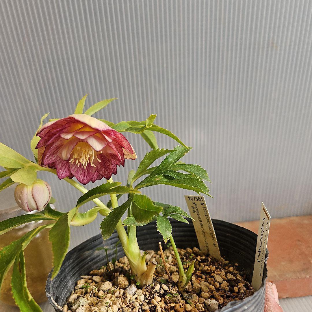 ごまたまご様ご購入苗㉖-278㉖-302クリスマスローズ