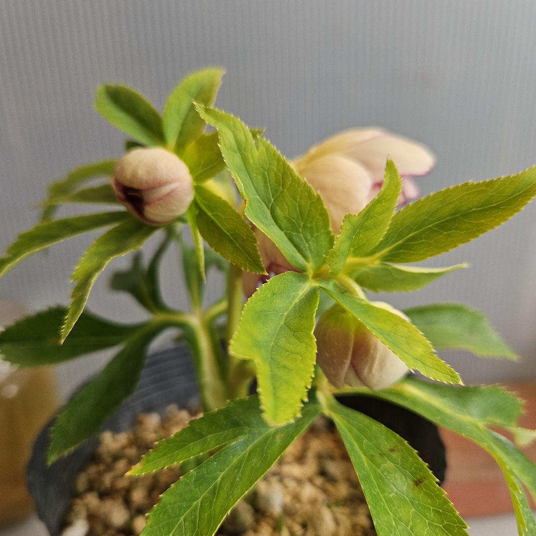 ごまたまご様ご購入苗㉖-278㉖-302クリスマスローズ