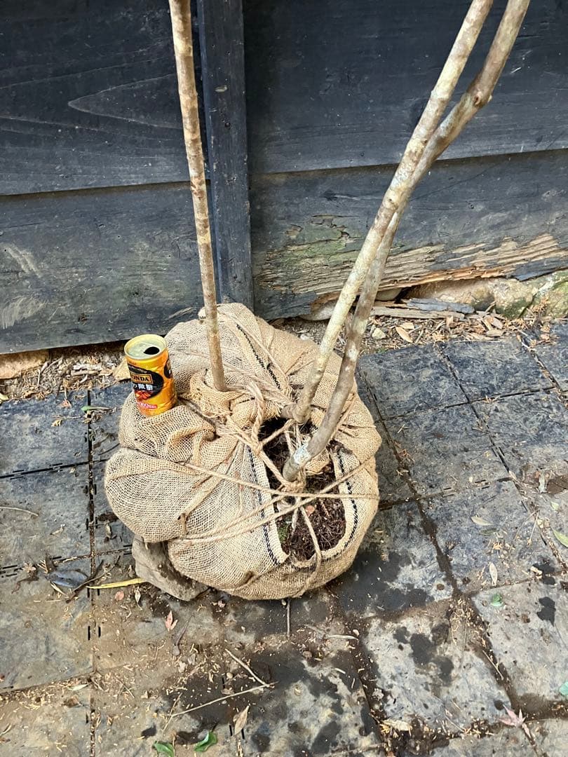 山採り　オトコヨウゾメ　ミツバツツジ　混合株