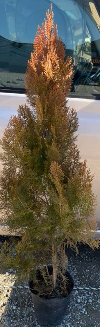 エレガンテシマ葉色の変化　春は黄金色→夏は黄緑色→冬は赤茶色　円錐形の美しい樹形