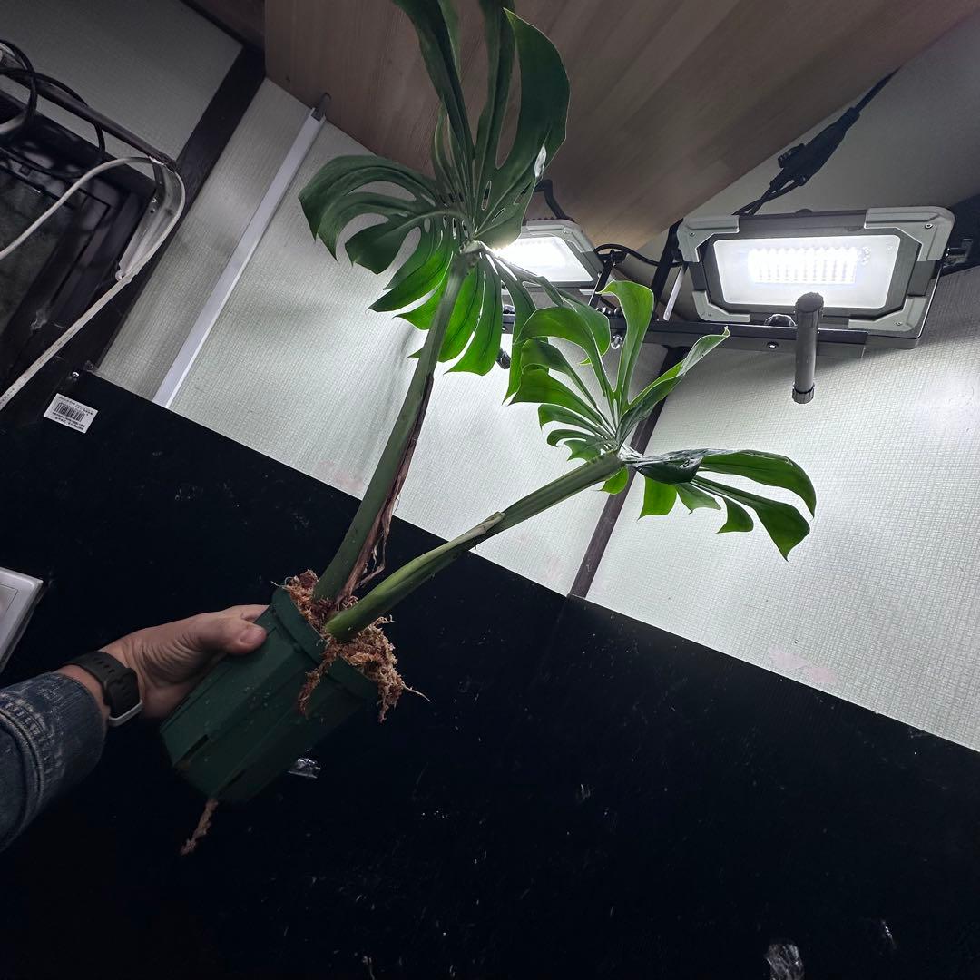 ぱ*！様 モンステラデリシオーサマクロコズム超希少系統鉢植え73㎝