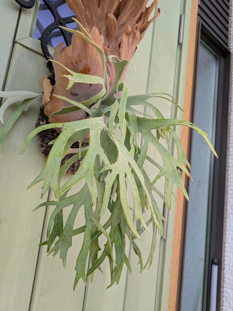 ビカクシダ☆Polaris☆ポラリス☆vp☆子株