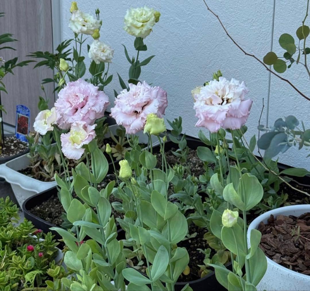 トルコキキョウ　ユーストマ苗　お問い合わせ用　１セット１６本