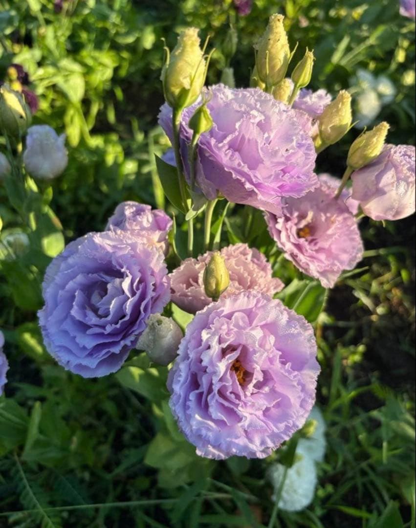 トルコキキョウ　ユーストマ苗　お問い合わせ用　１セット１６本