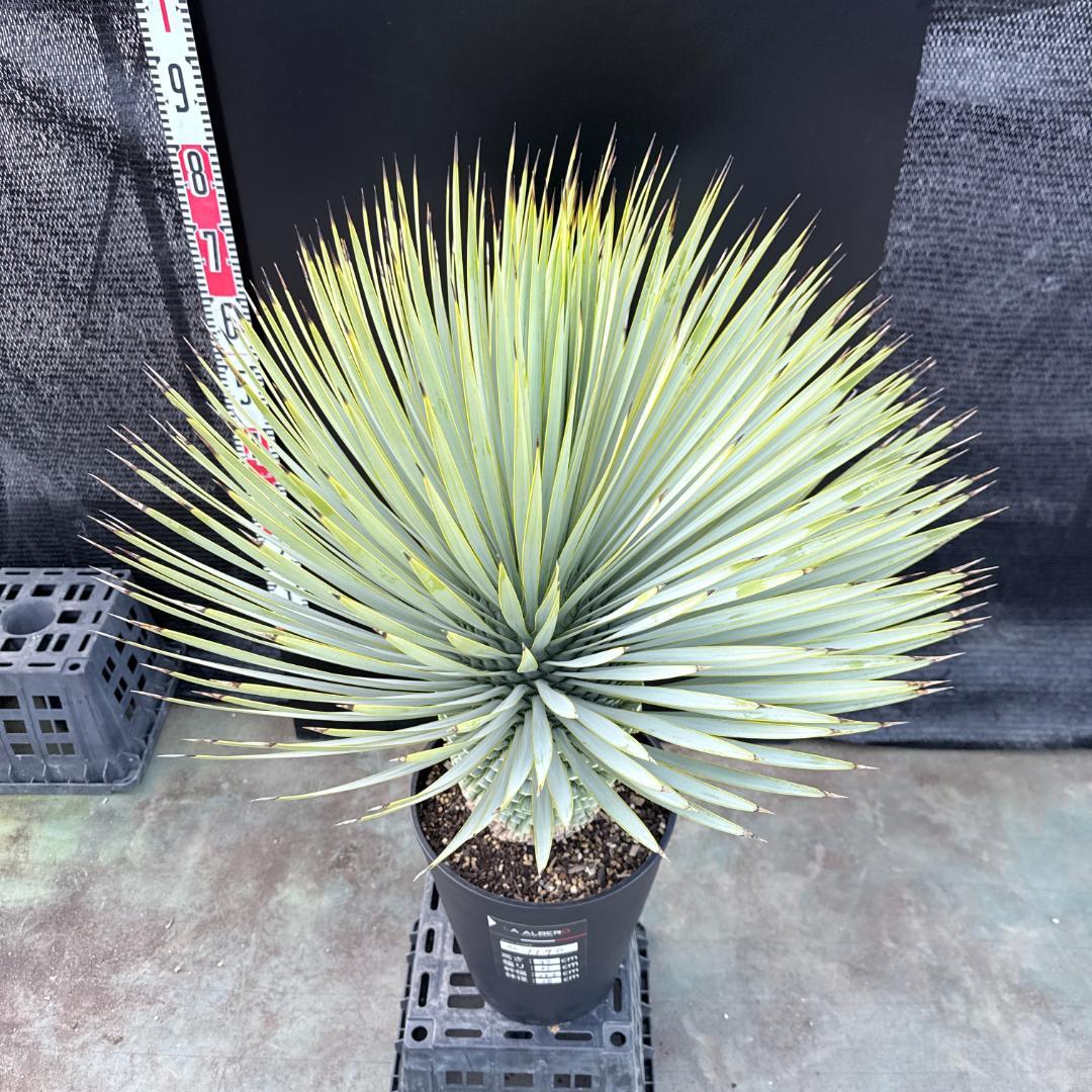 【AL1190】ユッカ　ロストラータ シルバーブルー　超美形　極太　感動個体