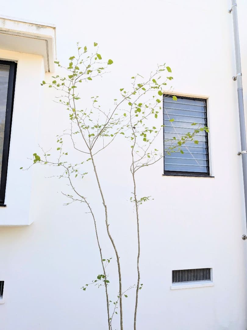 超逸品！山採りアオハダ。