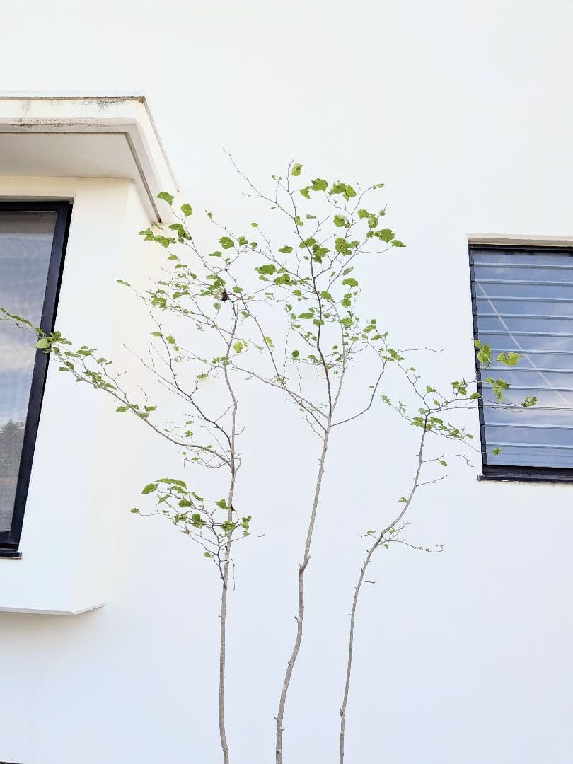 超逸品！山採りアオハダ。