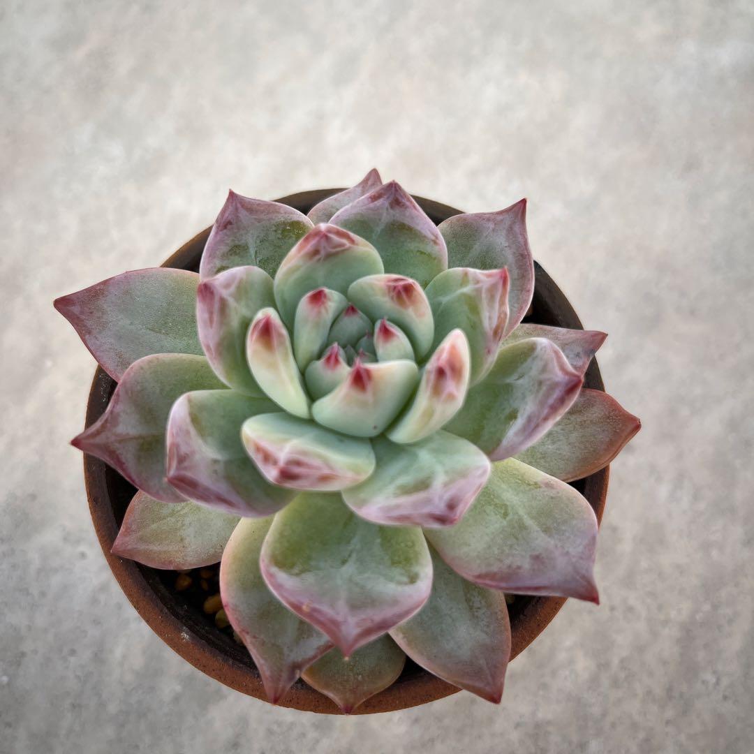 ボノボノ　リンゼアナ