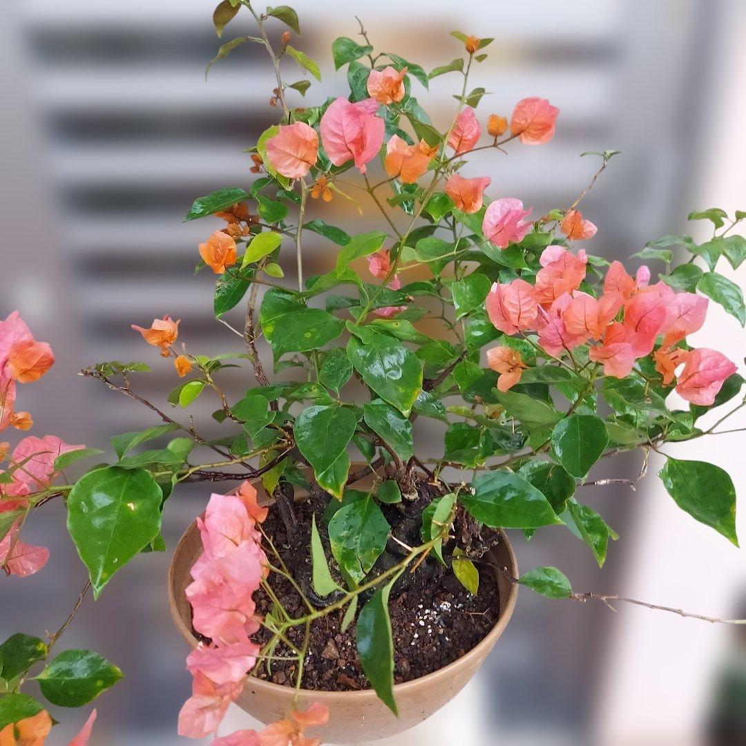 ブーゲンビリア盆栽　オレンジピンクNo73 らくらくメルカリ便発送‼️