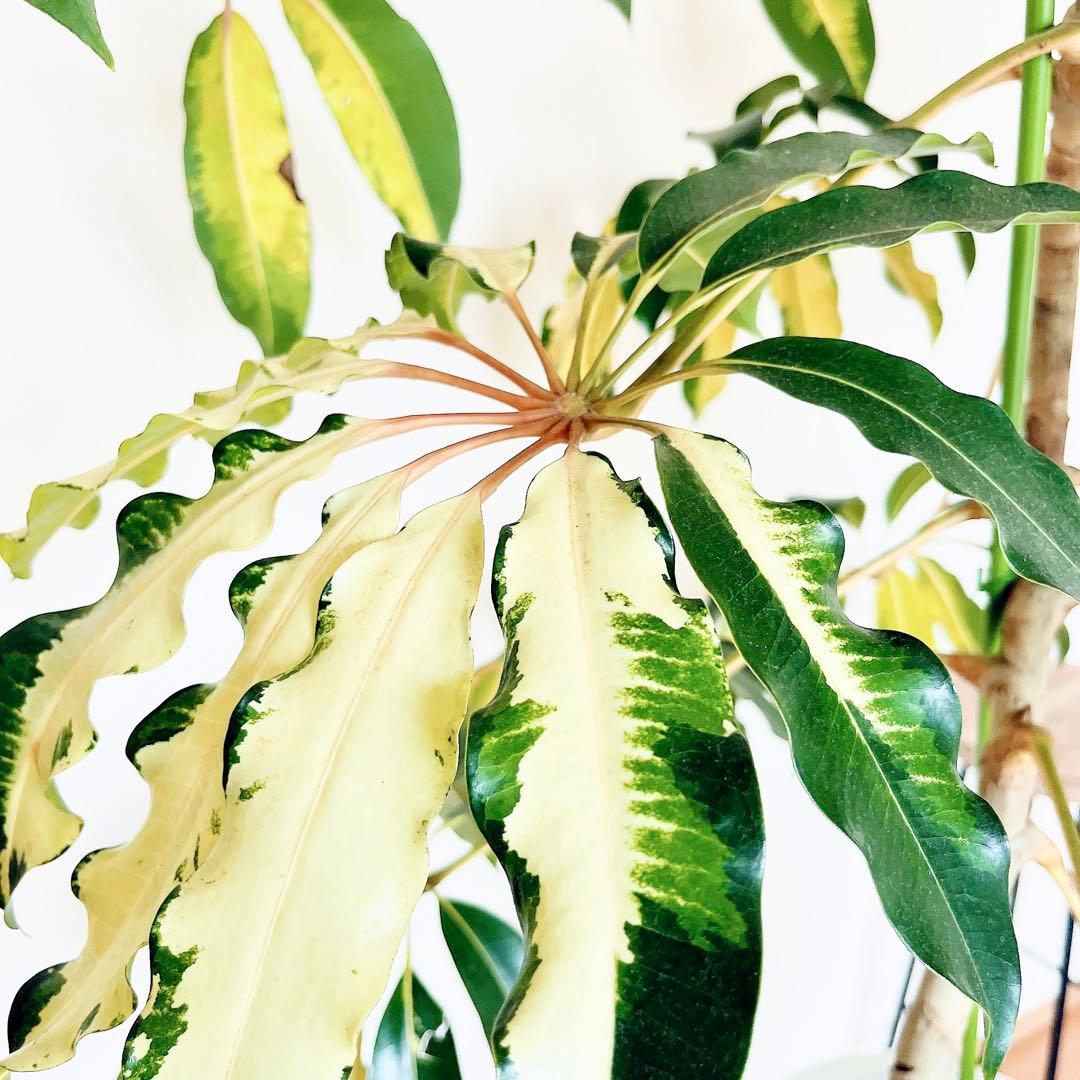 希少・斑入り｜ツピタンサス ゴールデンキング 10号 曲線美【立派な特大株】