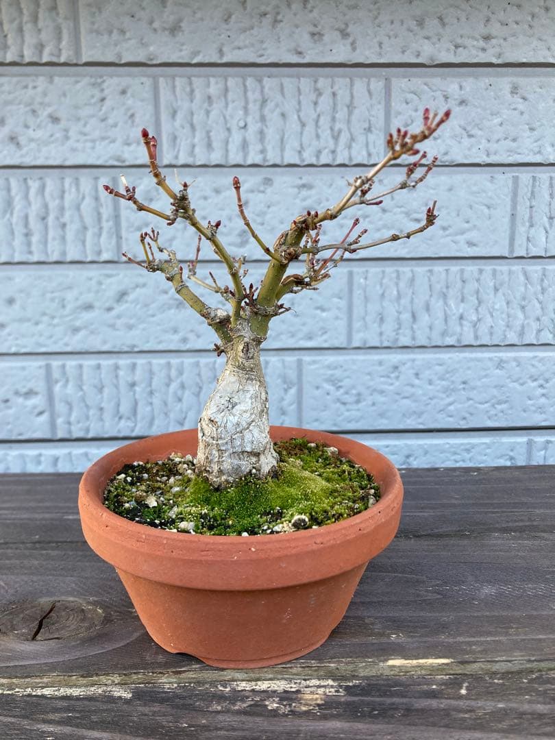 イロハモミジの盆栽