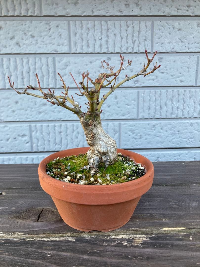 イロハモミジの盆栽