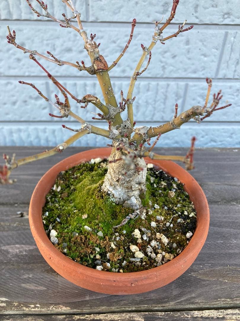 イロハモミジの盆栽