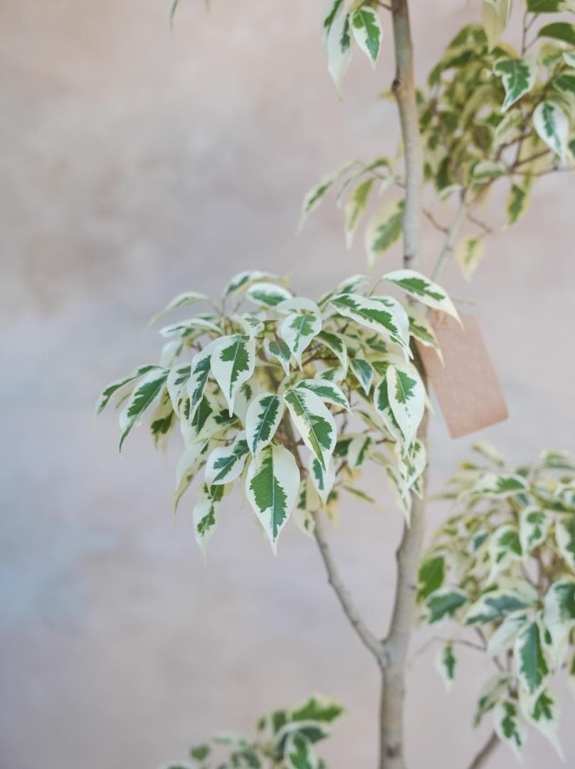 フィカス・ベンジャミン・スターライト 7号｜一点限り｜植物販売 mamidori