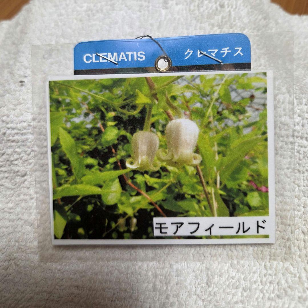 希少 クレマチス モアフィード 正規品ラベル付き