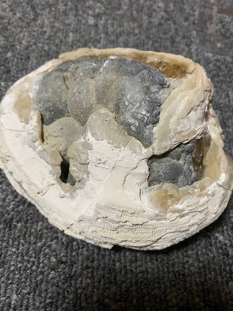 中身が結晶化した貝の化石