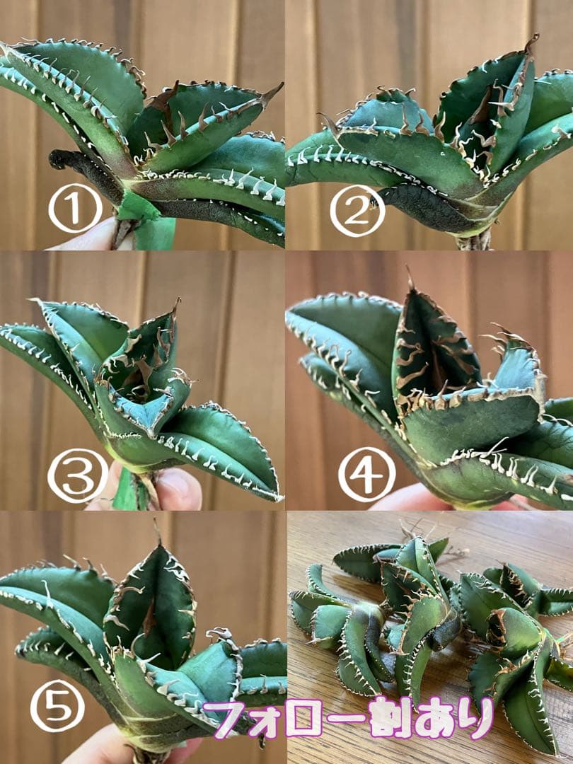 確認用　リクエスト出品用　悪魔TC 上澳園芸　殺菌済み