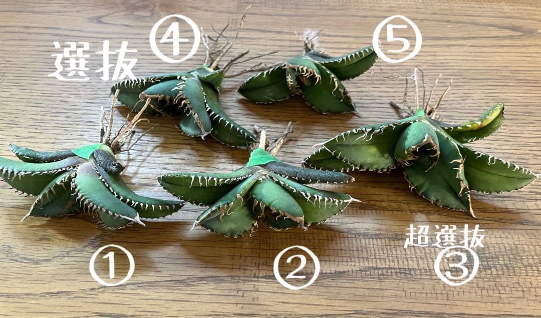 確認用　リクエスト出品用　悪魔TC 上澳園芸　殺菌済み