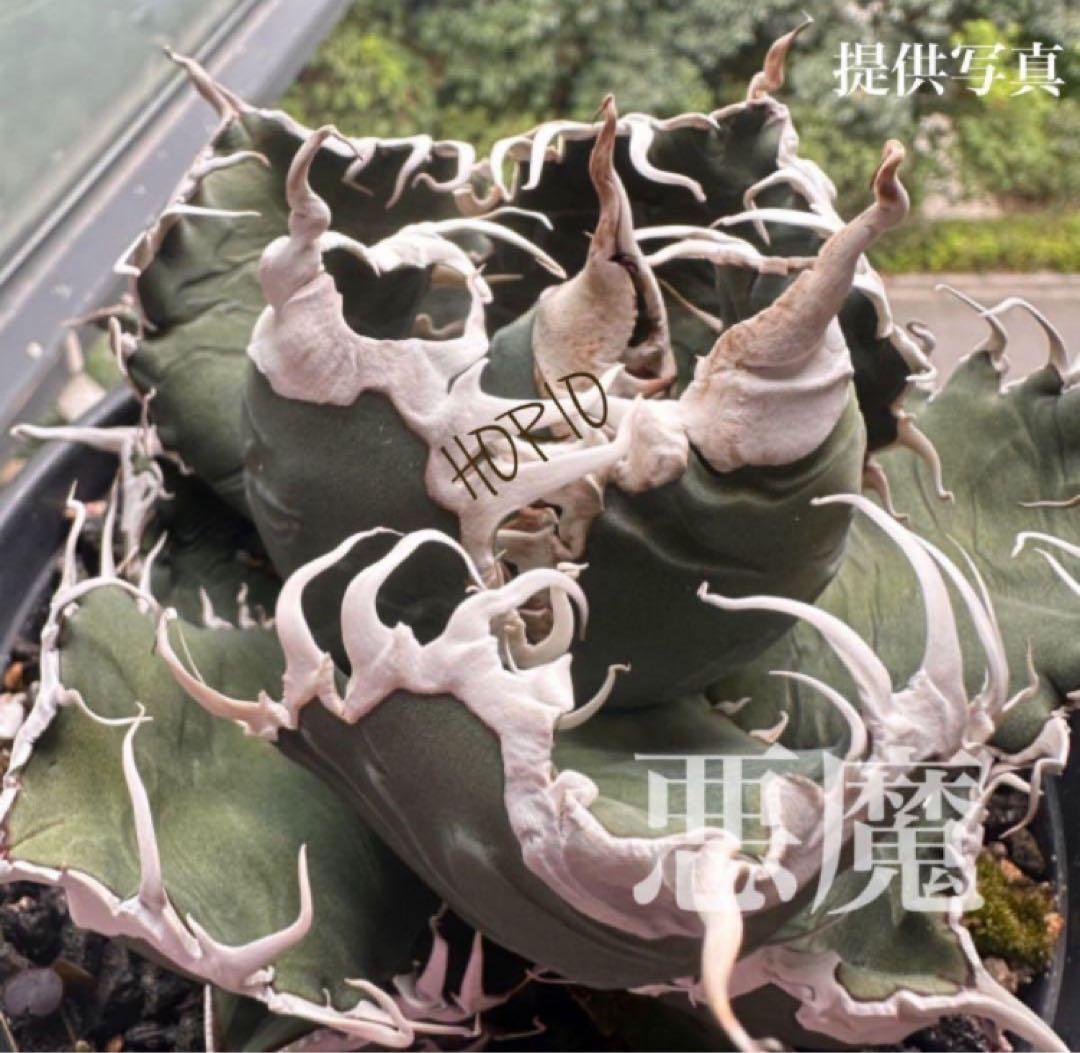 確認用　リクエスト出品用　悪魔TC 上澳園芸　殺菌済み
