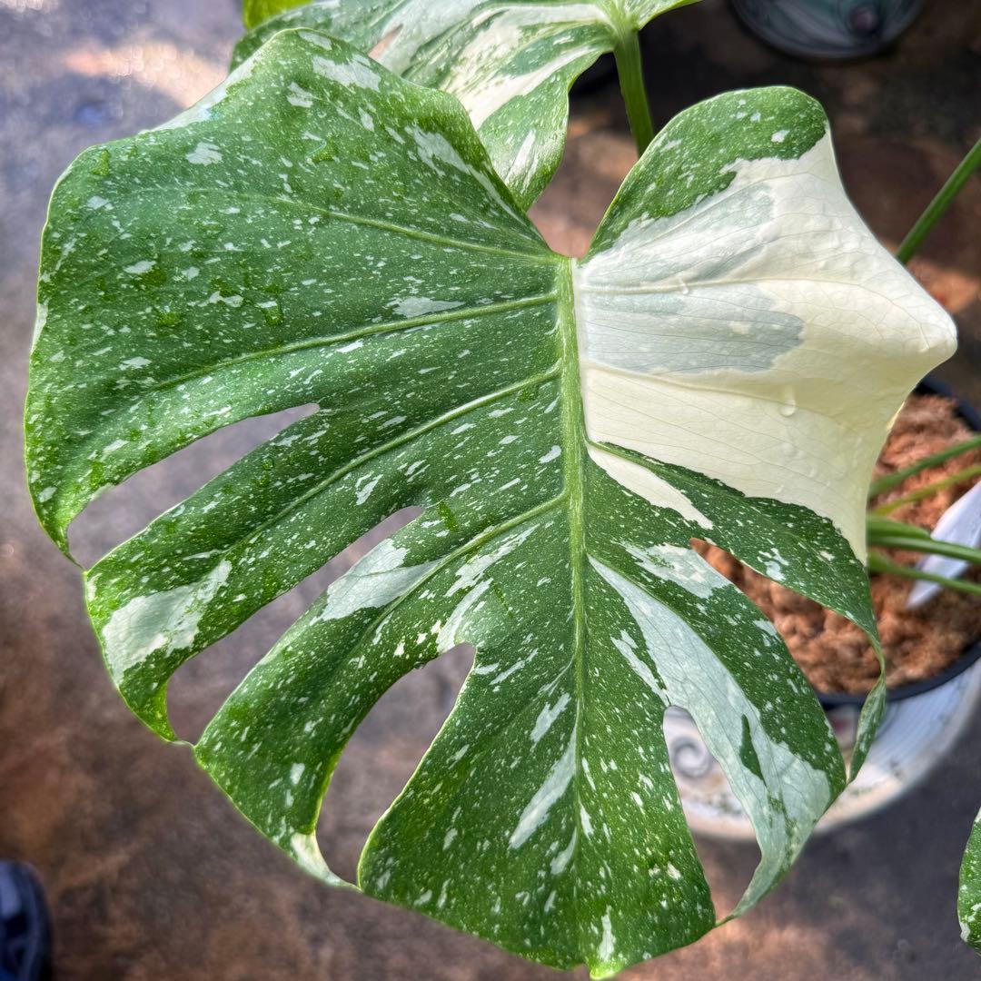 【特大極上苗】モンステラ タイコンステレーション クリームブリュレ 6号 鉢付き