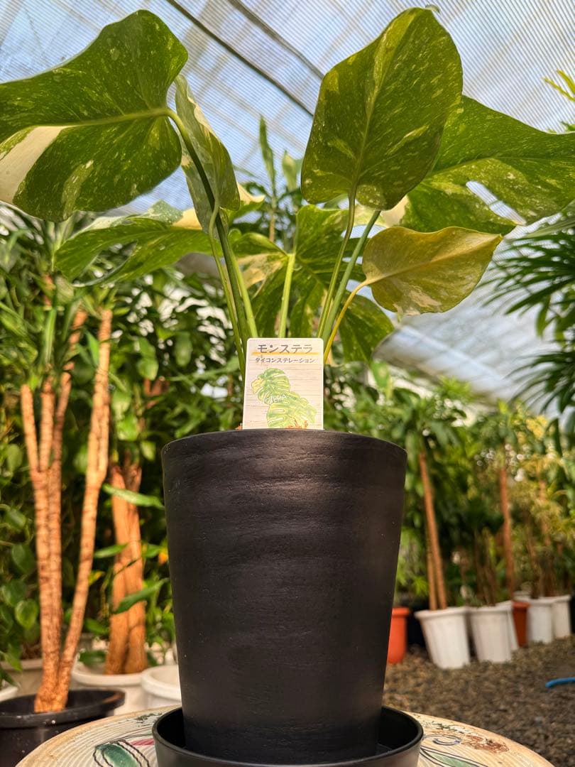 【特大極上苗】モンステラ タイコンステレーション クリームブリュレ 6号 鉢付き