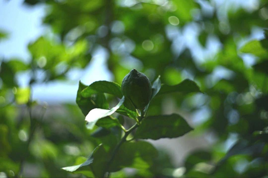 HELIOS-44-2 f2,0/58mm ニコンZマウント