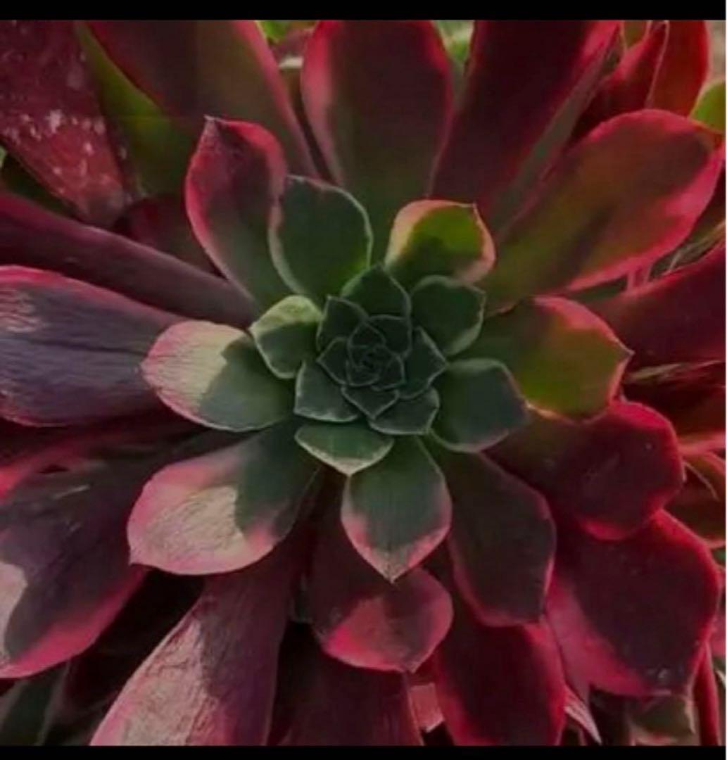 多肉植物アエオニウム錦❤️金絲雀锦❤️