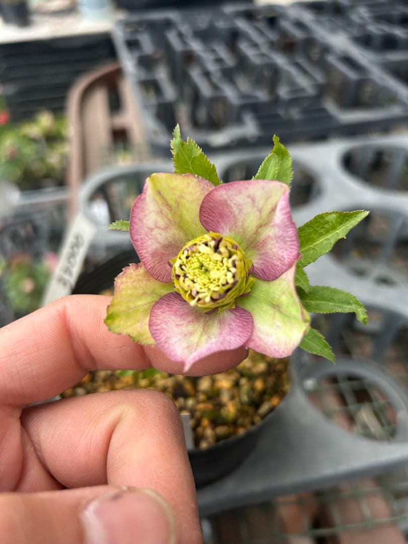 アンティークモーリー 八重咲き 花