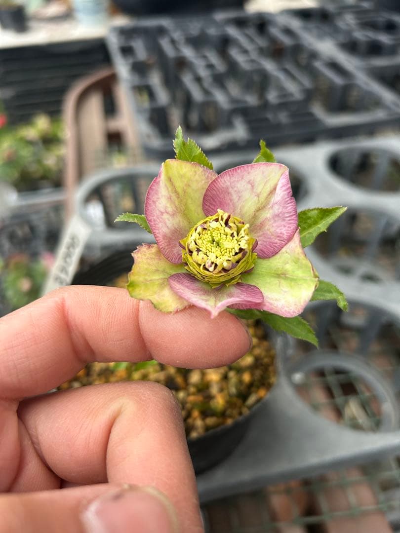 アンティークモーリー 八重咲き 花