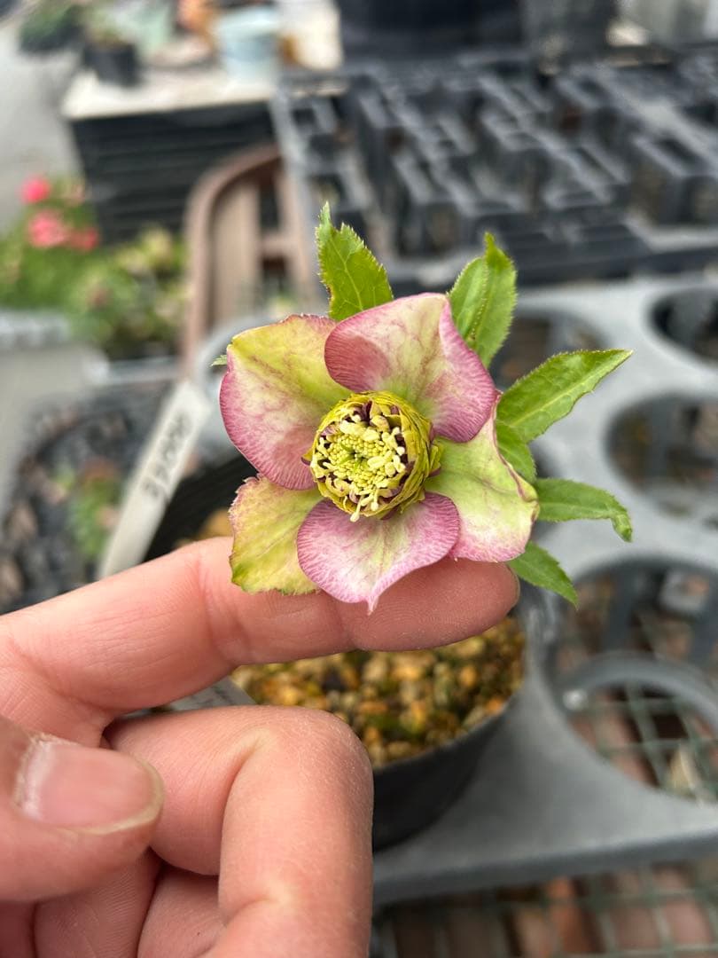 アンティークモーリー 八重咲き 花