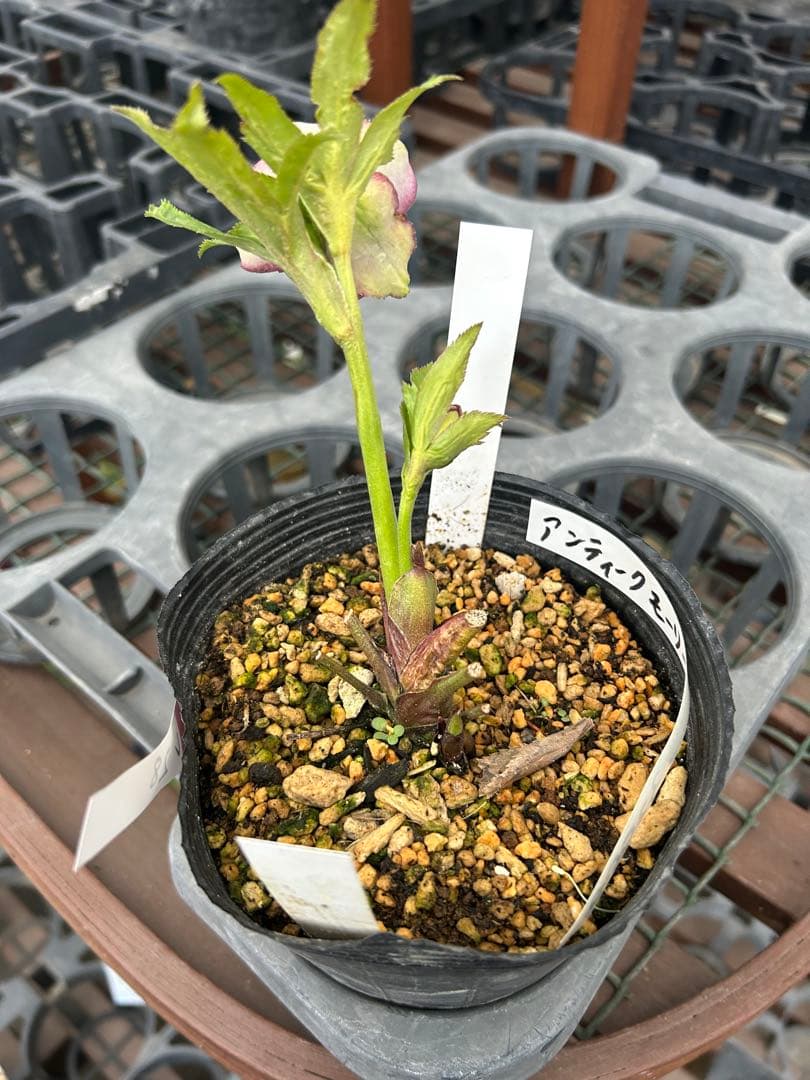 アンティークモーリー 八重咲き 花