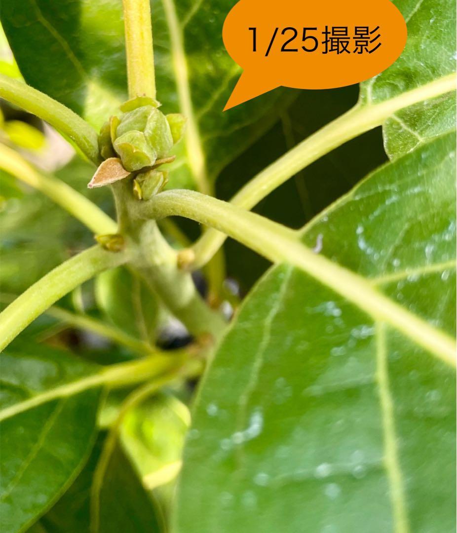 アボカド苗木 Bタイプ ❸ベーコン接木