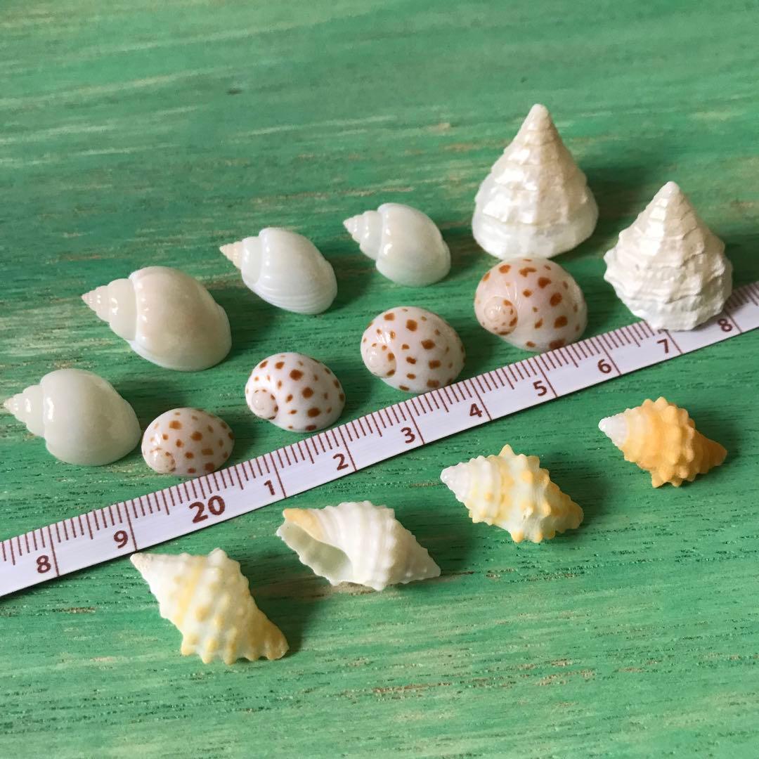 ヤドカリのお宿　{ 貝殻  巻貝 B }