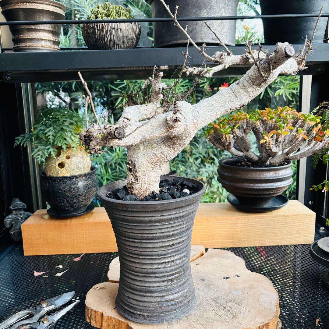 短期間限定超特価！ 現地株 コミフォラ サクシコラ 山中勇人 作家鉢 大株 発根