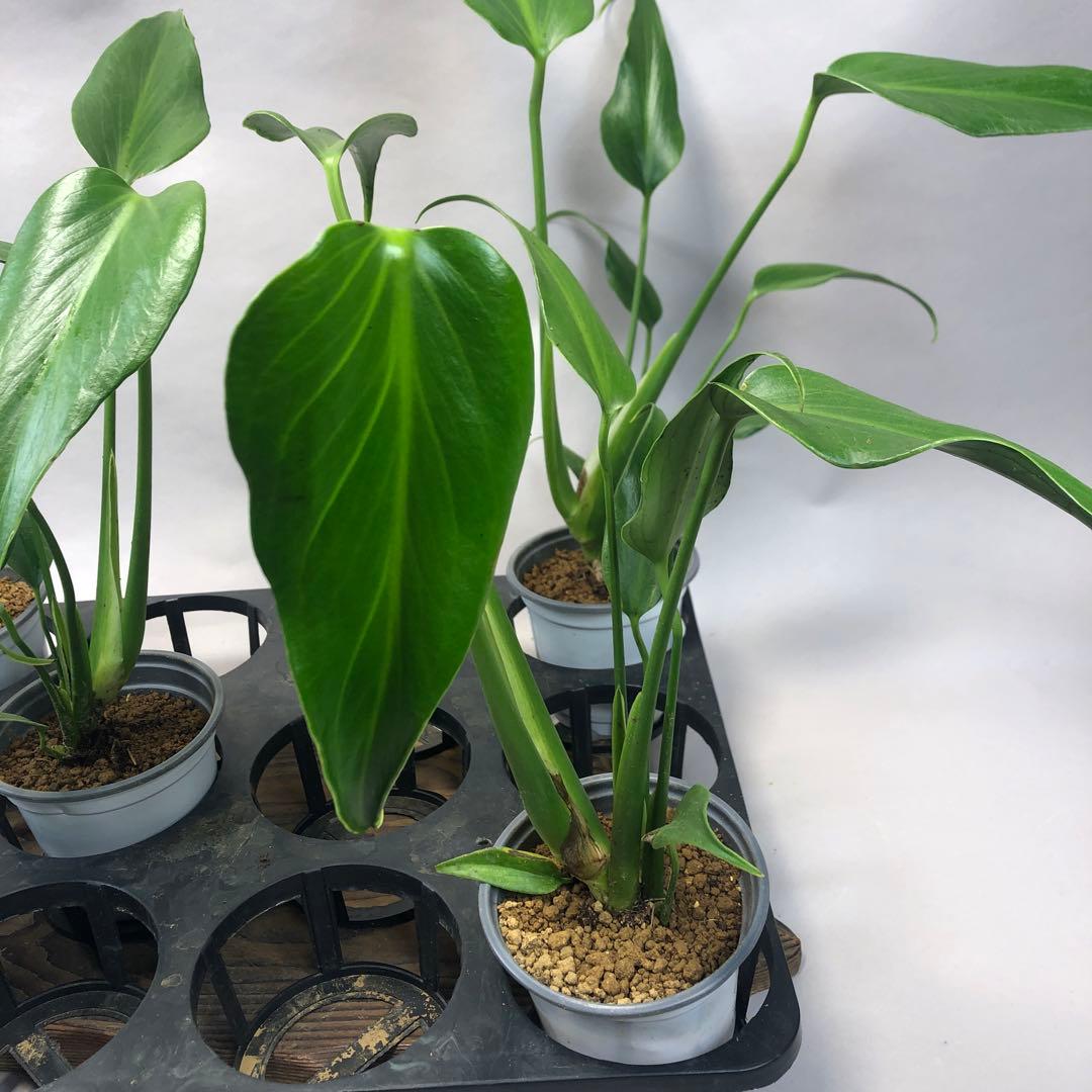 お*ぶ様 5株セットms56モンステラ バールマルクスフレーム