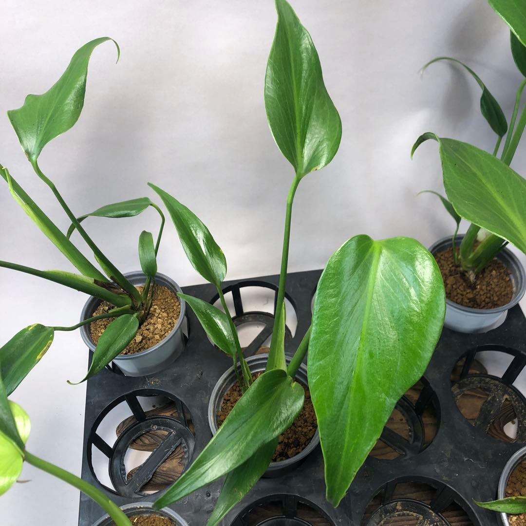 お*ぶ様 5株セットms56モンステラ バールマルクスフレーム