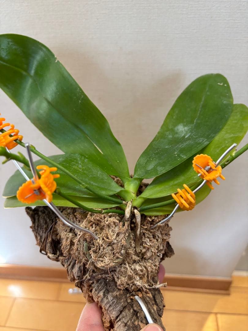 【開花優秀株=開花終了価格変更】胡蝶蘭原種　テトラピスコブラ’ウィルソン712’