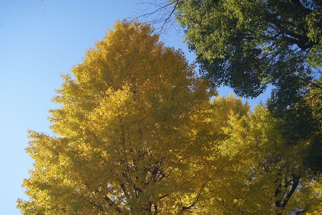 レンズ(単焦点) Nikon ai af nikkor 35mm f2D