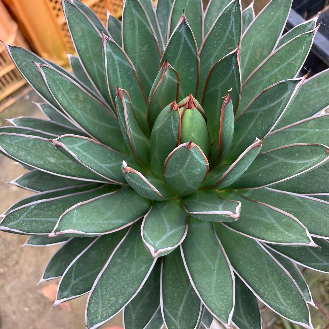 キャス アガベ 雪嶺 笹の雪B型セット